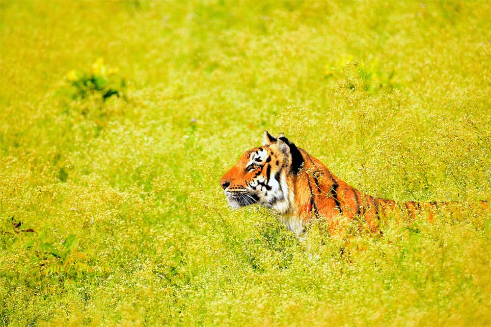Corbett : through the lense of Sanjay Brown : TigerLandSafaris, Jim Corbett National Park