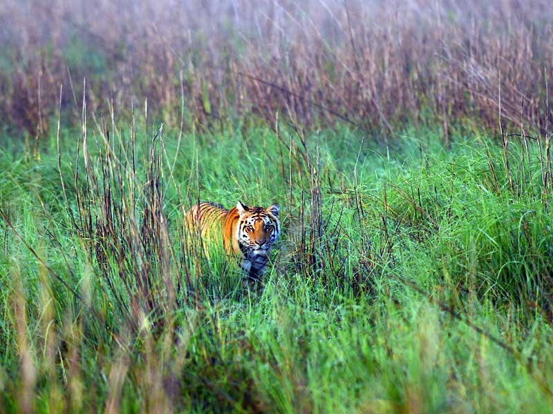 Corbett : through the lense of Sanjay Brown : TigerLandSafaris, Jim Corbett National Park